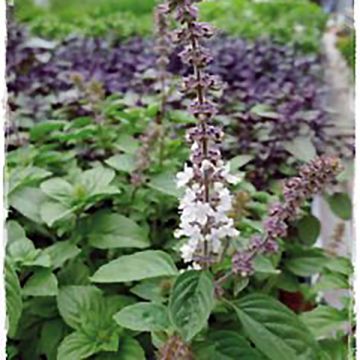 Ornamental Basil Magic White Organic - Ocimum basilicum