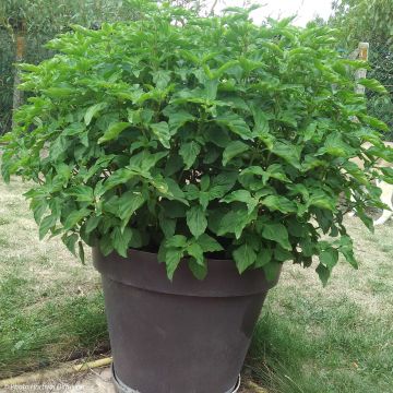 Ocimum fragrantissimum Selloi