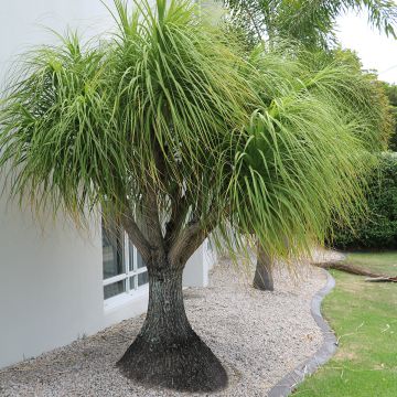 Beaucarnea recurvata - Elephant's foot