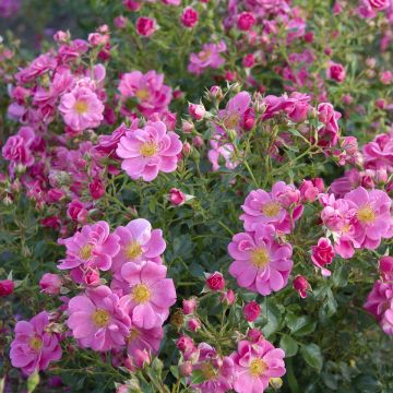 Rosa Bees Paradise Pink - patio rose