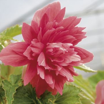 Cascading Begonia Belleconia Rose