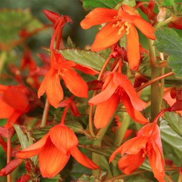 Begonia Tuberhybrida Bertinii