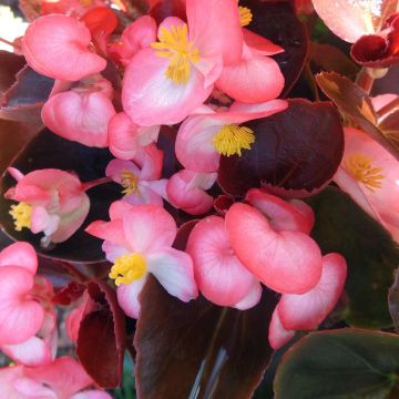 Begonia F1 Big Rose Bronze Leaf