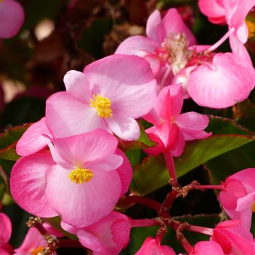 Begonia Big F1 soft pink