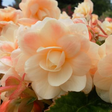 Begonia Chardonnay