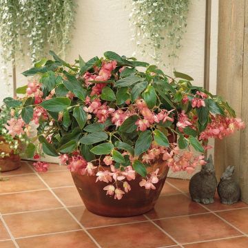 Begonia Dragon Wing Pink