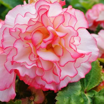 Tuberous Begonia Seeds Non-Stop Rose Petticoat F1