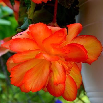 Begonia x tuberhybrida Non-Stop Orange F1