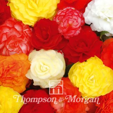 Tuberous Begonia Non-Stop Mixed F1 Seeds