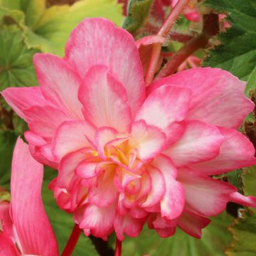 Begonia pendula Tuberhybrida Balcony Pink