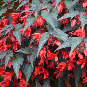 Begonia Summerwings Dark Elegance