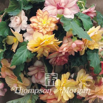 Begonia Show Angels Mixed F1 Hybrid 