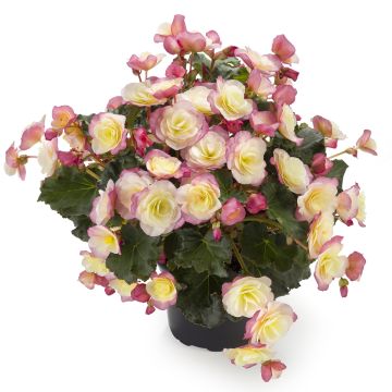 Begonia Sunbrero Bicolour