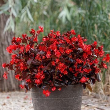 Begonia Viking Bronze Red