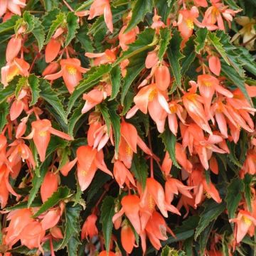 Begonia Summerwings Apricot