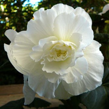 White Begonia grandiflora - Begonia bulbs
