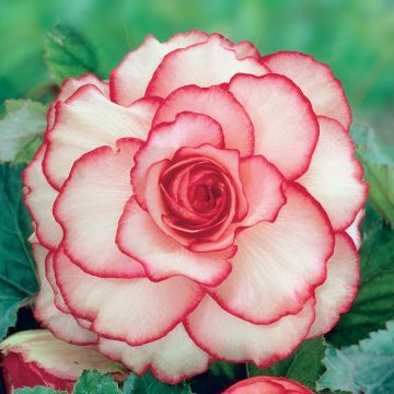 White and Red Begonia grandiflora Picotee - Begonia bulbs