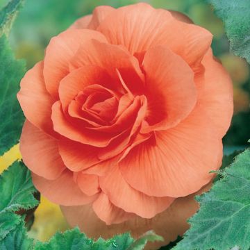 Salmon Begonia grandiflora - Begonia bulbs