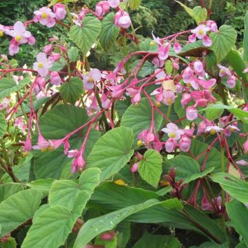 Begonia grandis subsp. evansiana