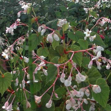 Begonia grandis subsp. evansiana var. alba - Hardy Begonia