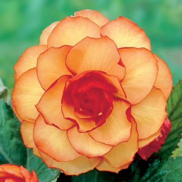 Yellow-red Begonia Grandiflora Picotee - Begonia bulbs