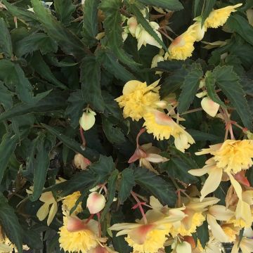 Begonia Belleconia Citrus