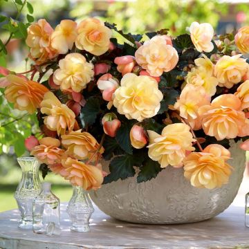 Trailing Begonia Fragrant Falls Peach