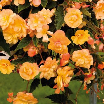 Begonia pendula Tuberhybrida Illumination Apricot