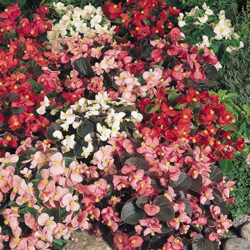 Begonia semperflorens Organdy F1 (mélange)