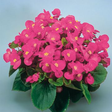 Begonia semperflorens Super Olympia Pink