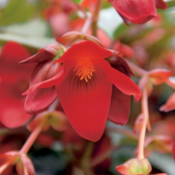 Begonia Summerwings Deep Red