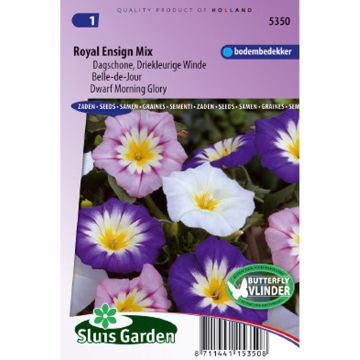 Dwarf Morning Glory Royal Ensign Seeds