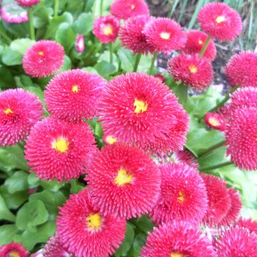 Bellis perennis Tasso Rouge - Common Daisy