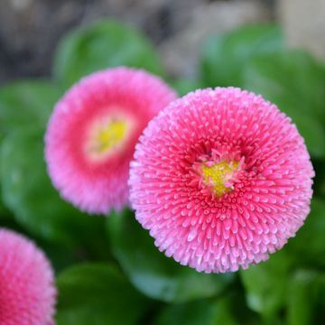 Belis perennis Roze - Daisy