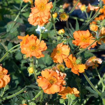 Geum chiloense Dolly North