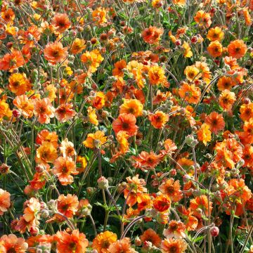 Geum Fire Storm