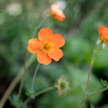 Geum chiloense Sigiswang