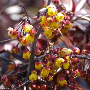 Berberis  thunbergii Thunderbolt