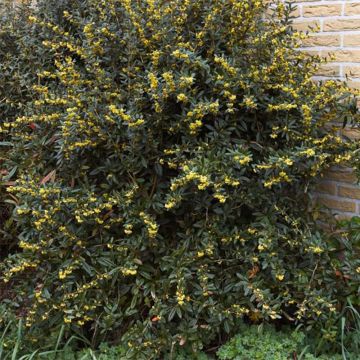 Berberis julianae - Saint Julians Barberry