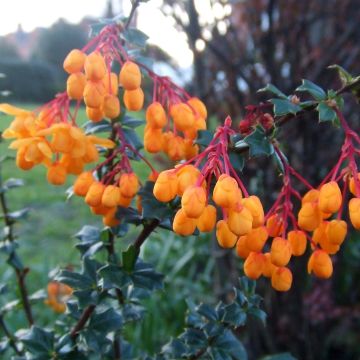 Berberis lologensis Apricot Queen - Epine-vinette.