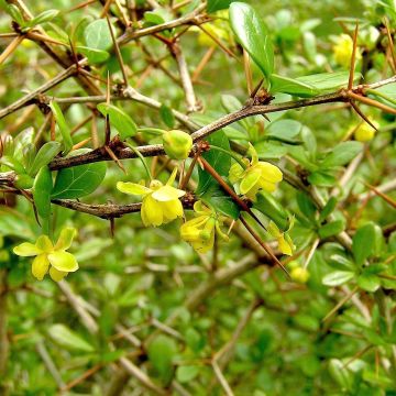 Berberis chenaultii Parkjuweel - Barberry