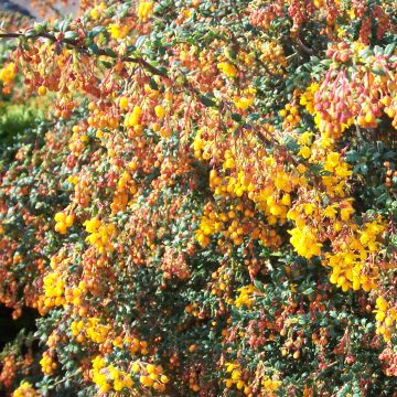 Berberis stenophylla Corallina Compacta