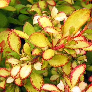 Berberis thunbergii Limoncello - Barberry