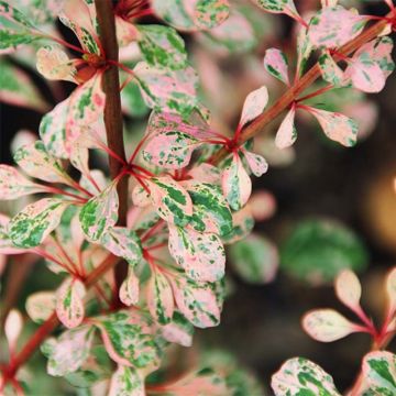 Berberis thunbergii Natasza - Barberry