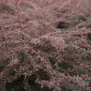 Berberis thunbergii Red Dream®