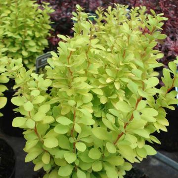 Berberis thunbergii Tiny Gold - Barberry