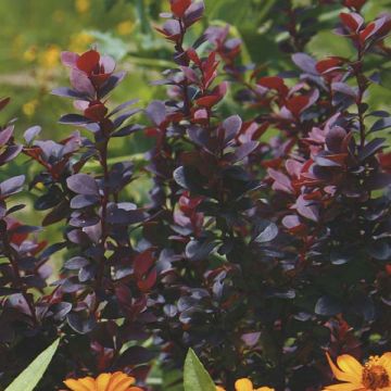 Berberis thunbergii Bagatelle - Barberry