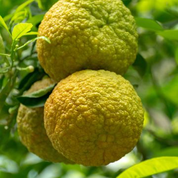 Citrus bergamia Fantastico - Bergamot 