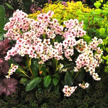 Bergenia Dragonfly Series Angel Kiss - Elephant's Ears