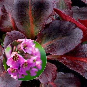 Bergenia Edens Dark Magic - Elephant's Ears